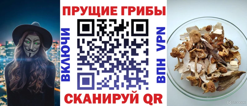 Псилоцибиновые грибы мицелий  Новодвинск 